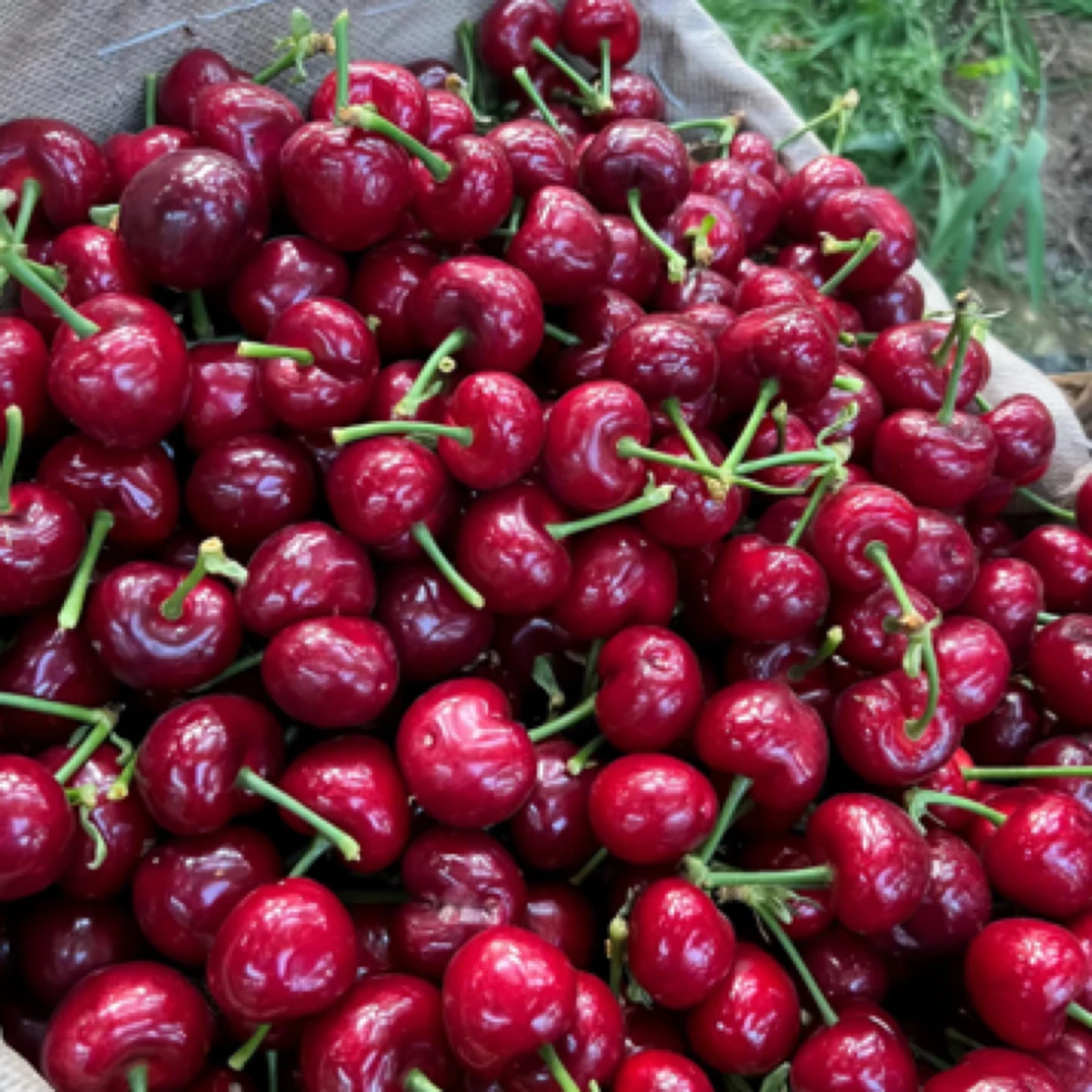 大连美早樱桃一盒 约600g XL