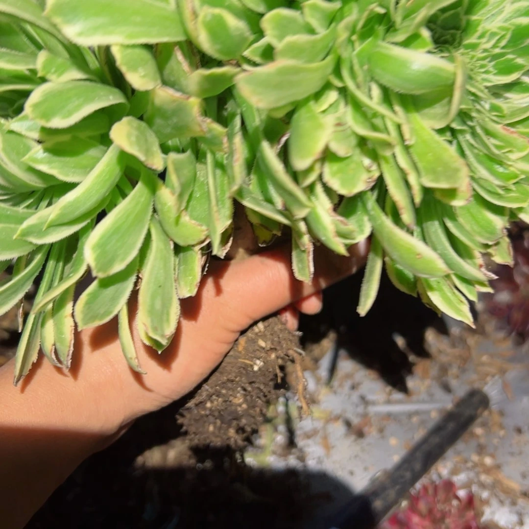 806 号多肉植物法师新年福利