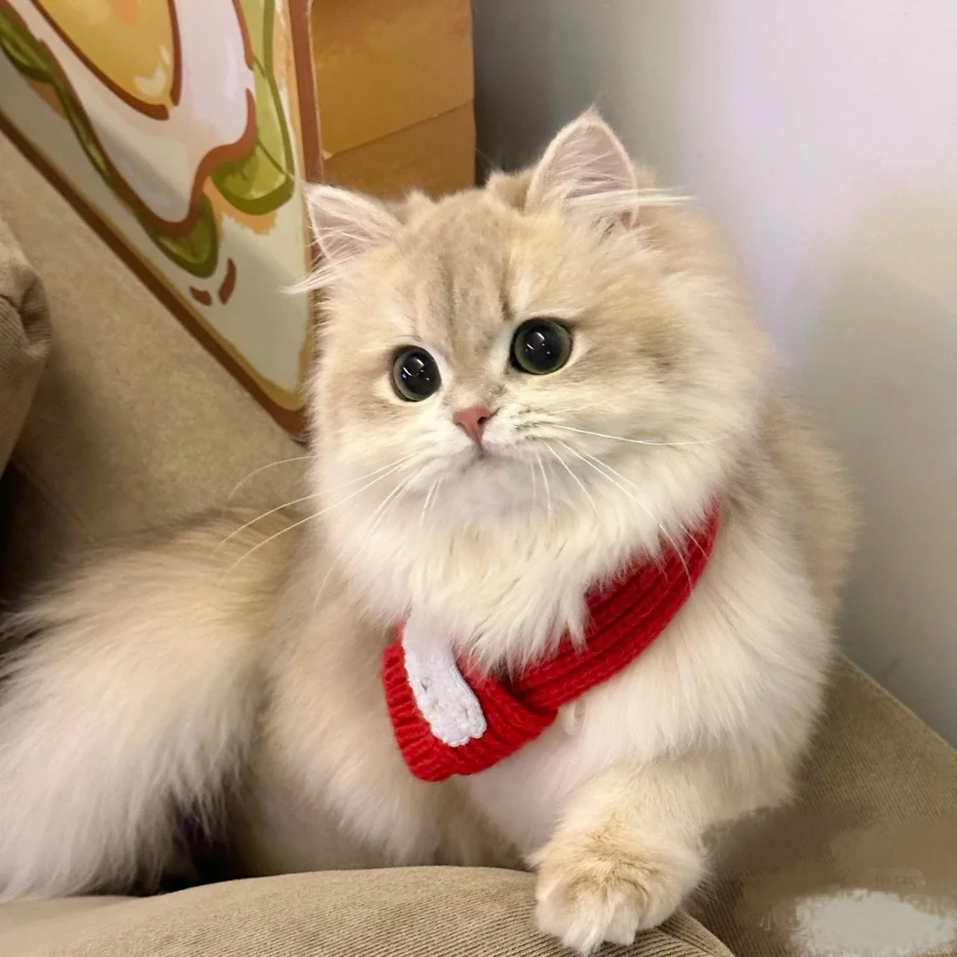 【吉宠亿家】大凯小宠宠物活体猫咪全款链接