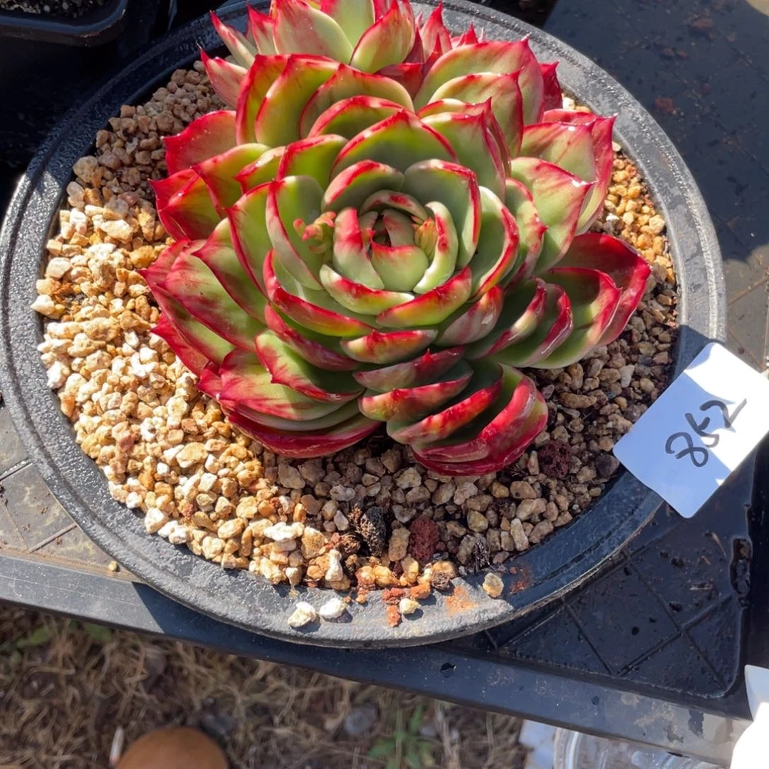 惊鸿仙子冠服16左右