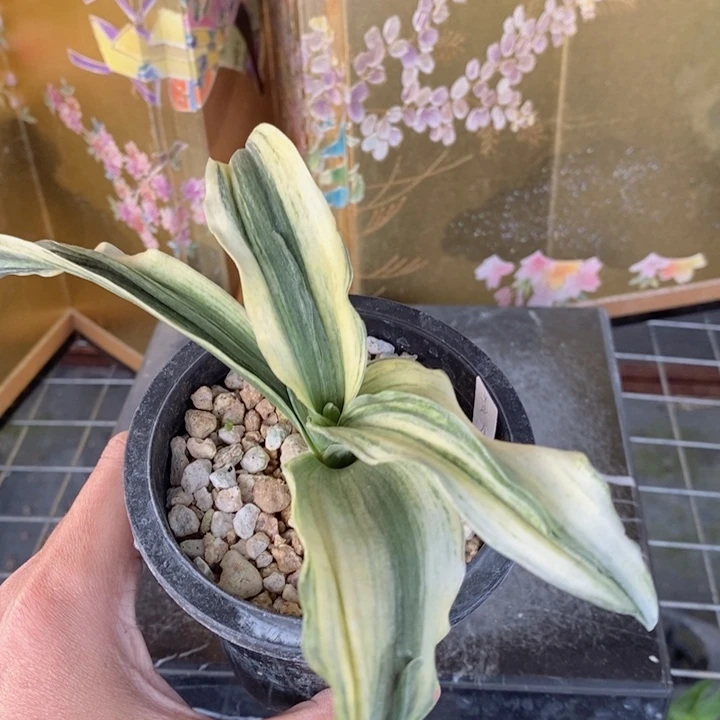 用***4无花朵hhgjkjhhjjghjkk