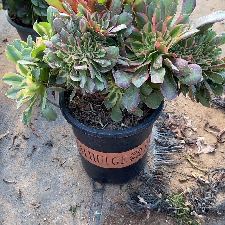 红袖缀61多肉植物法师法师