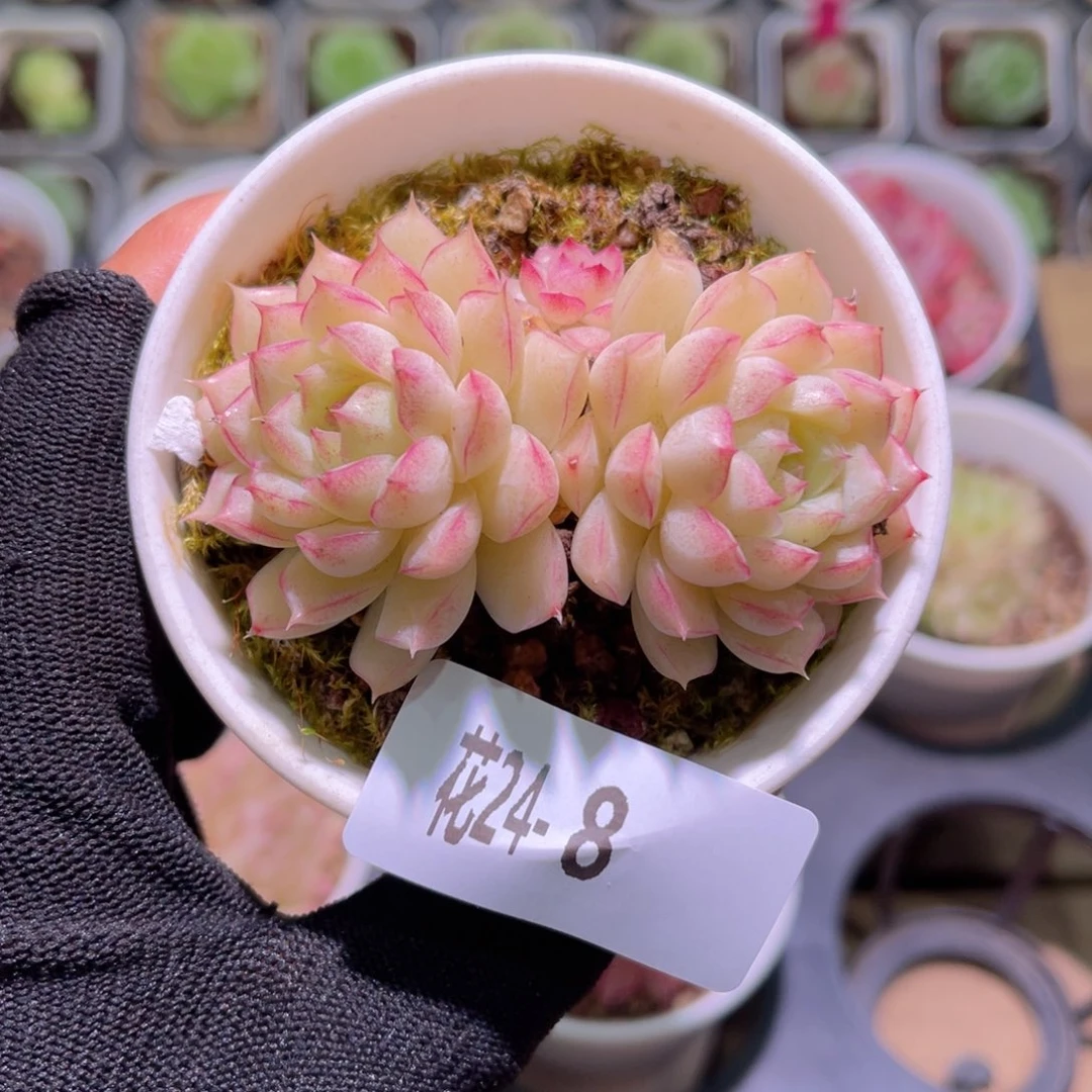 花24-08女王双头