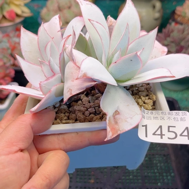 大1454:？xbvvghbbbg