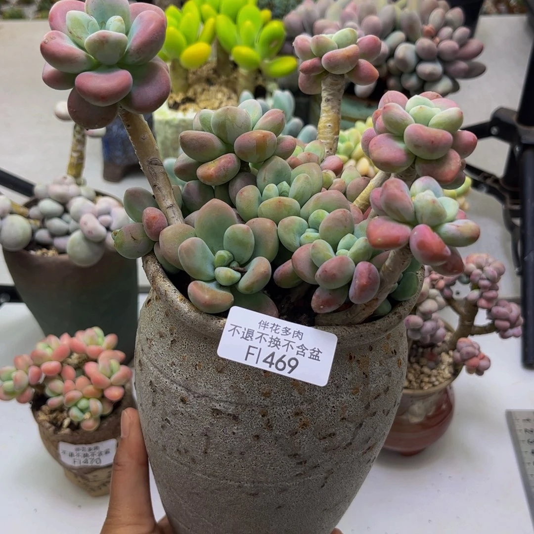 樱花洛神469/16cm多肉