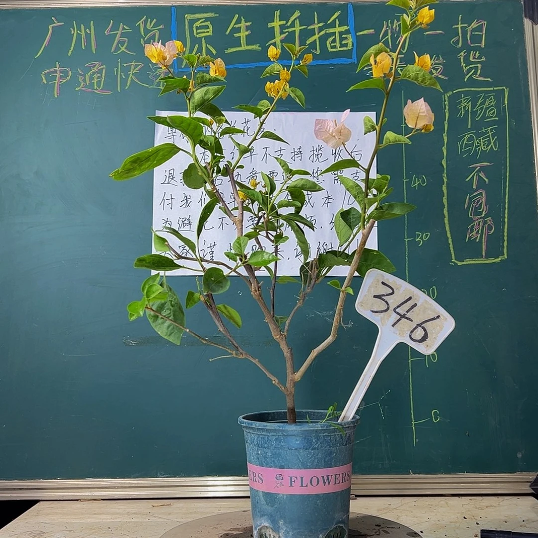 当前无花栽培后可以开花  黄玫瑰  346