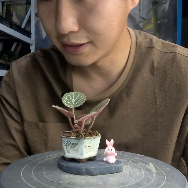 明*中青园艺一物一拍275