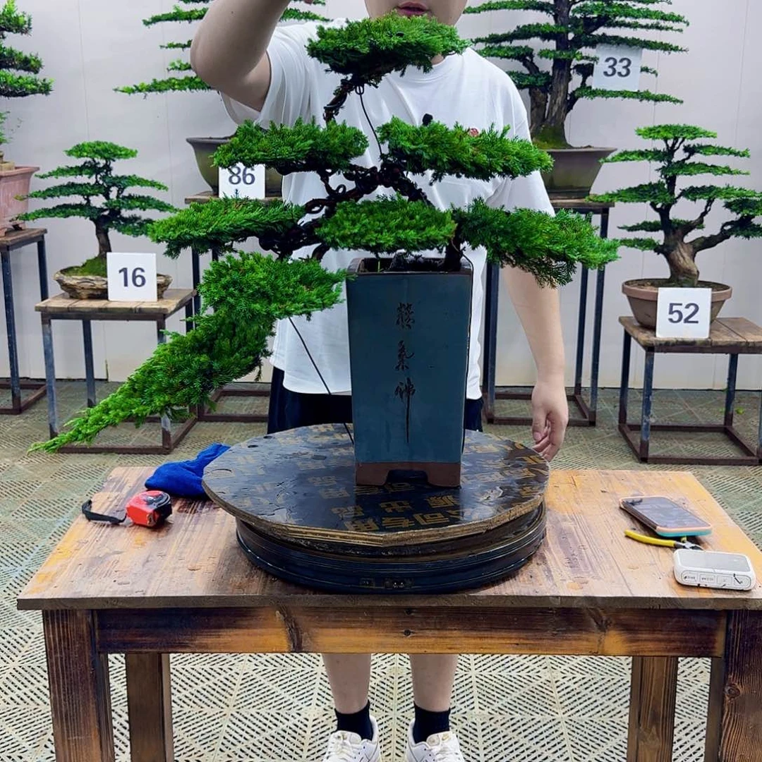 无花朵柏树造型盆景