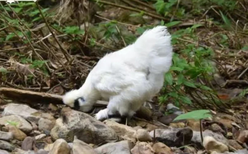 老乌鸡两年半左右  毛重六斤左右      净重四斤左右