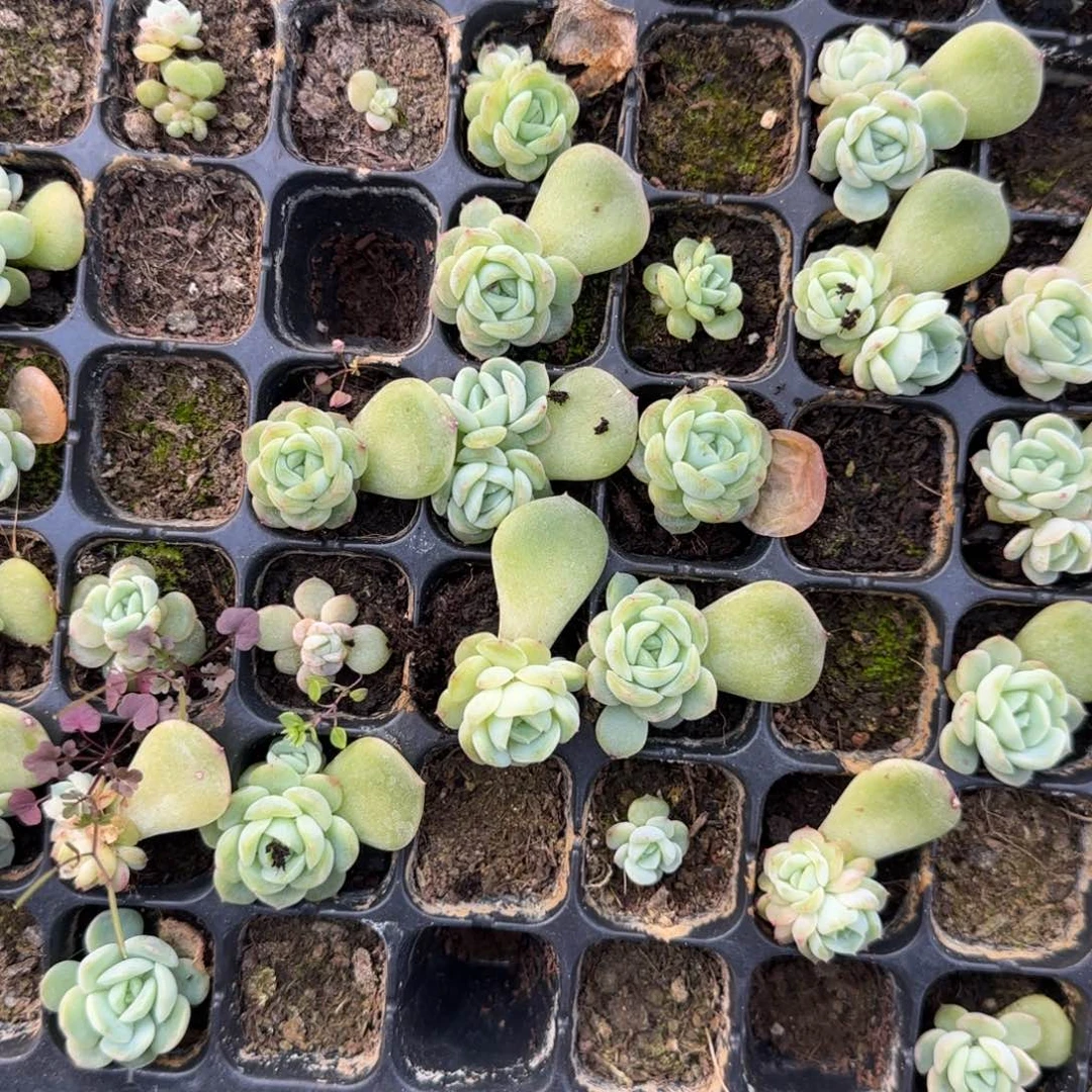 P73 帘子边穴一个满25包邮