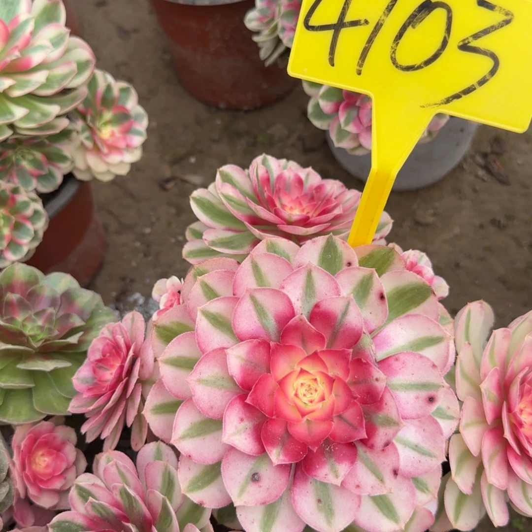 4103--倾城多头多肉