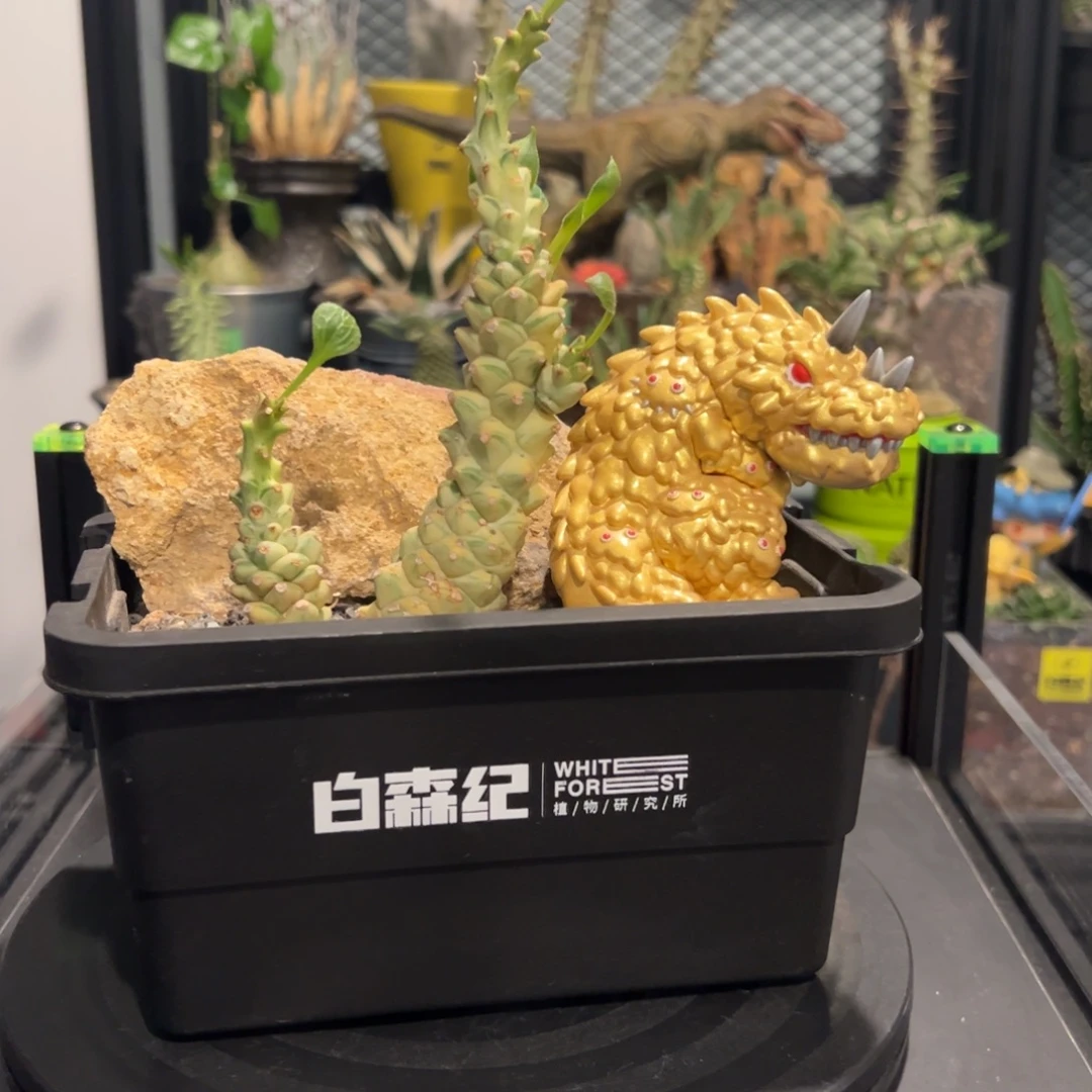 灵药守护兽潮流植物微景观