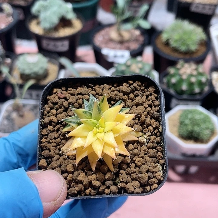 758实生蒂冠自然锦