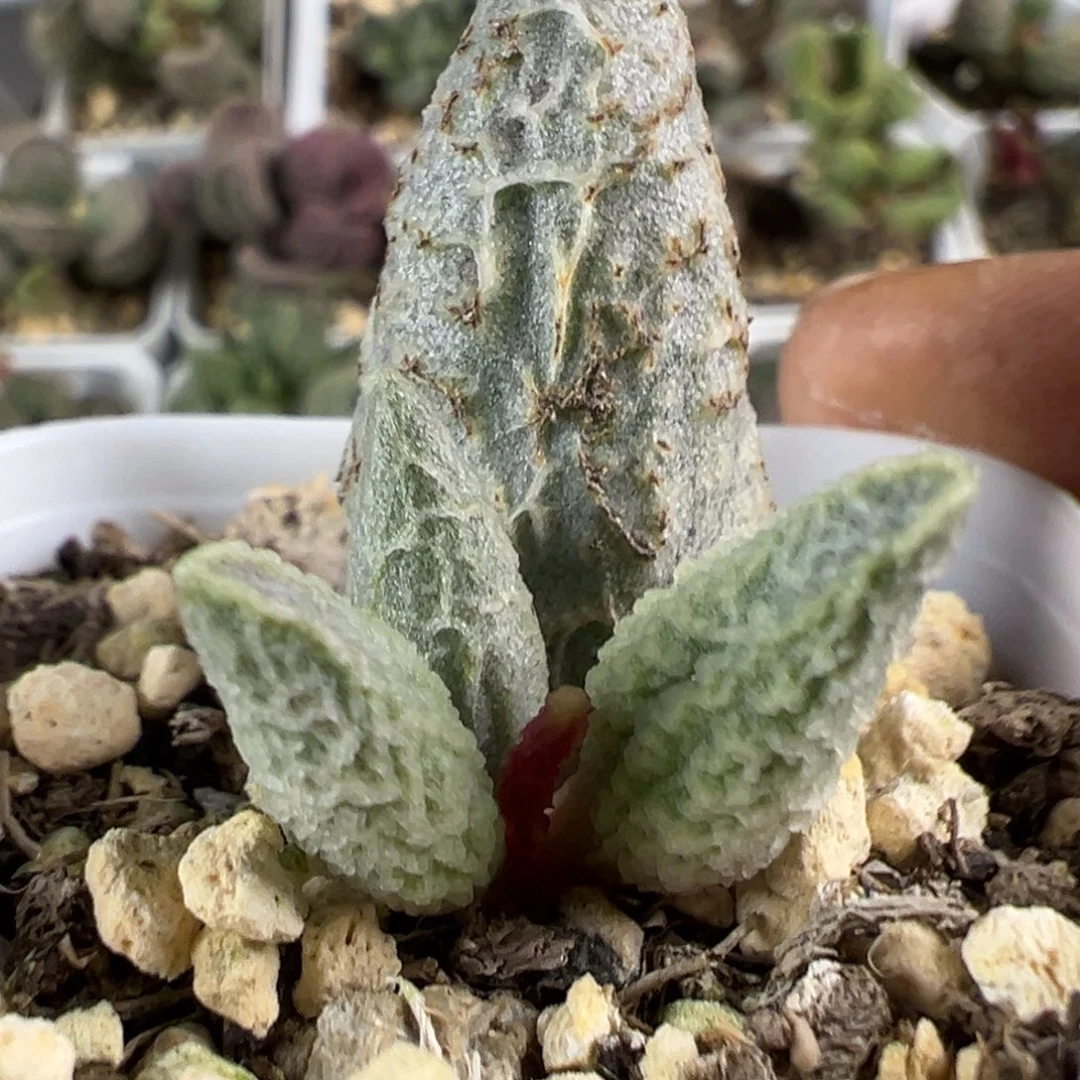 融化纹冰激凌多肉植物水泡