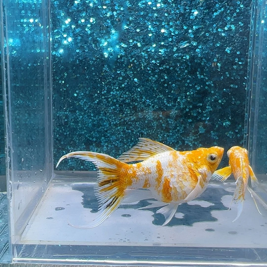 孔雀鱼樱花玛丽一对0046