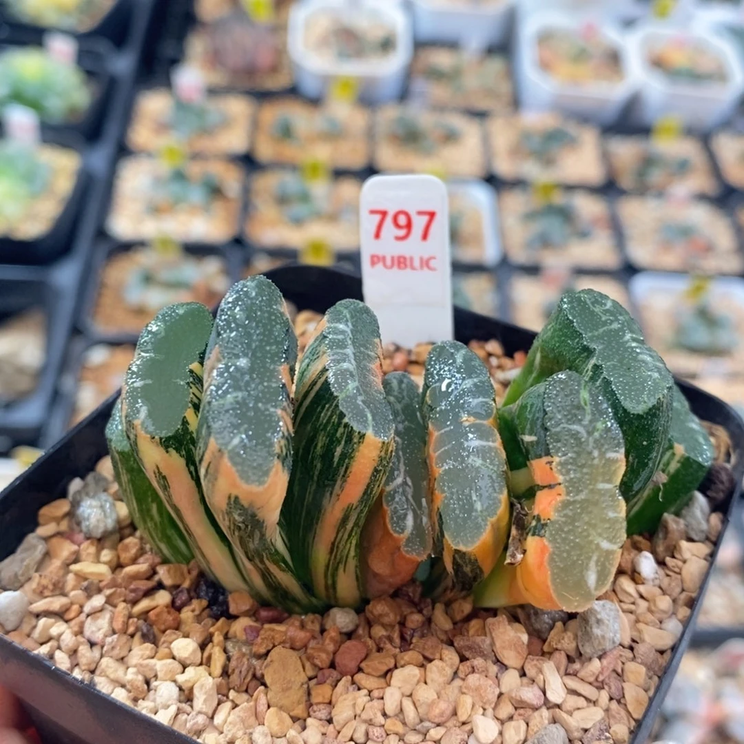 不开花植物797赤斑