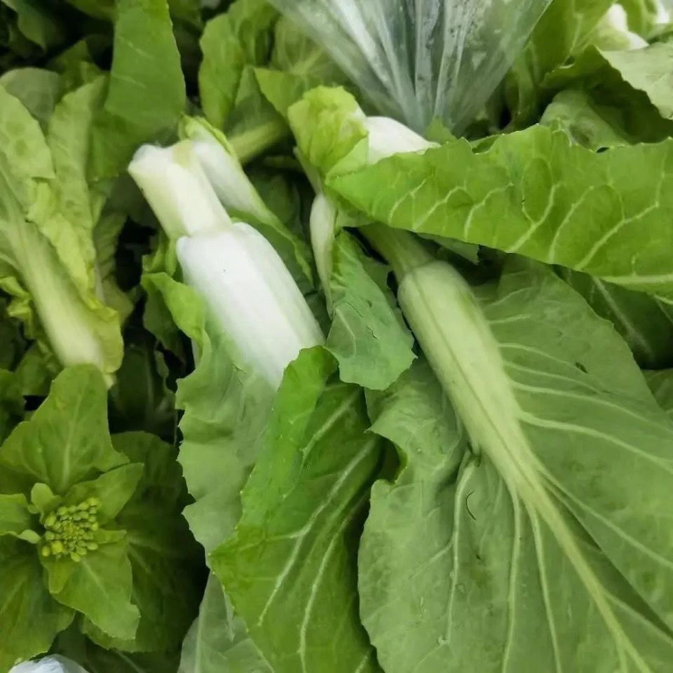 【正宗湖北白菜苔】新鲜采摘菜心菜苔露天种植老农蔬菜