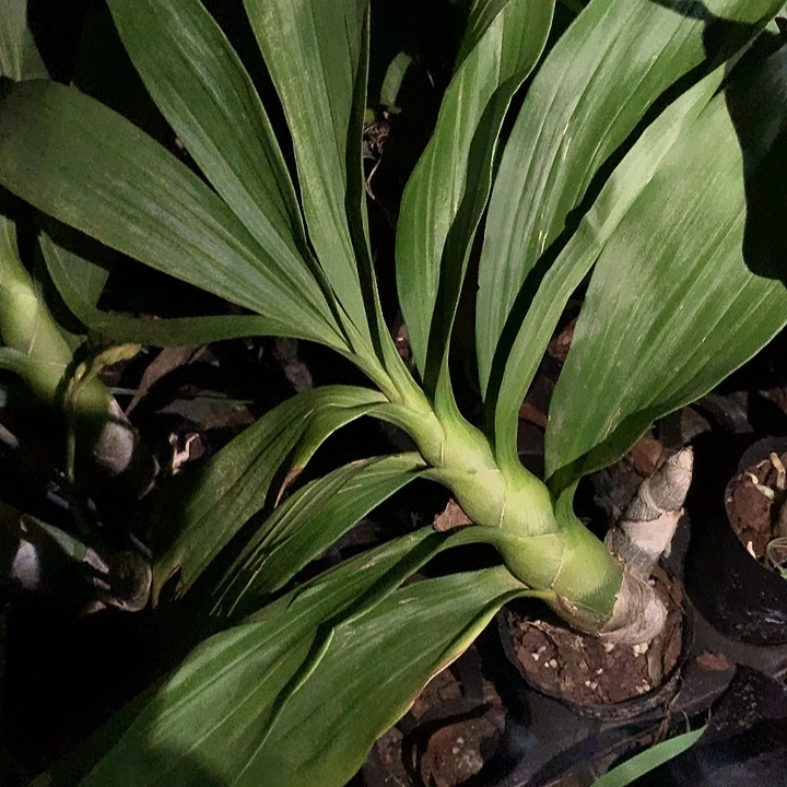 当前无花栽培后可以开花天鹅兰