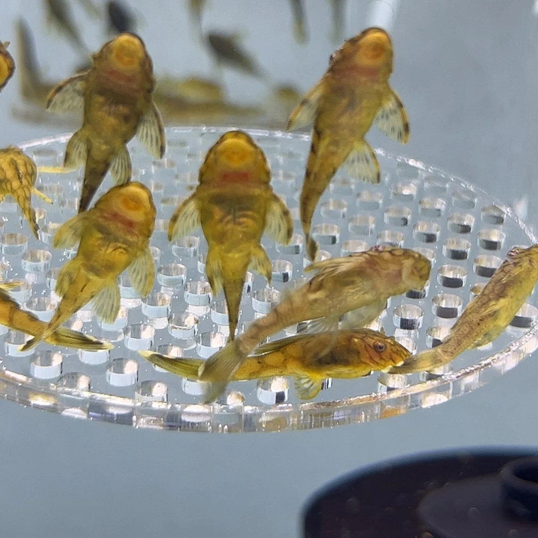 工具鱼刀锋一组6条3.5厘米