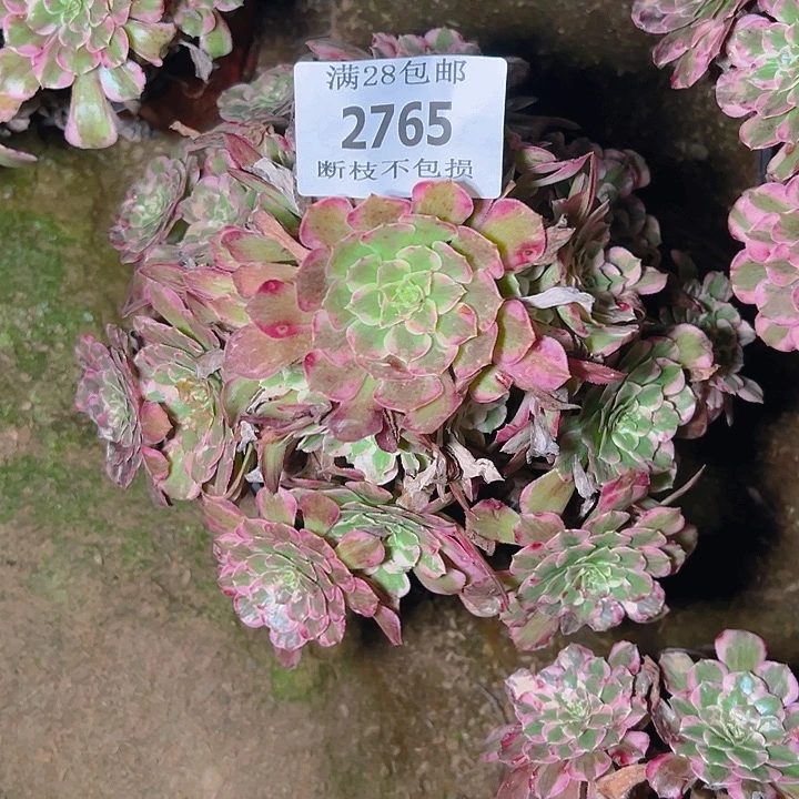 2765霁月多肉植物保护