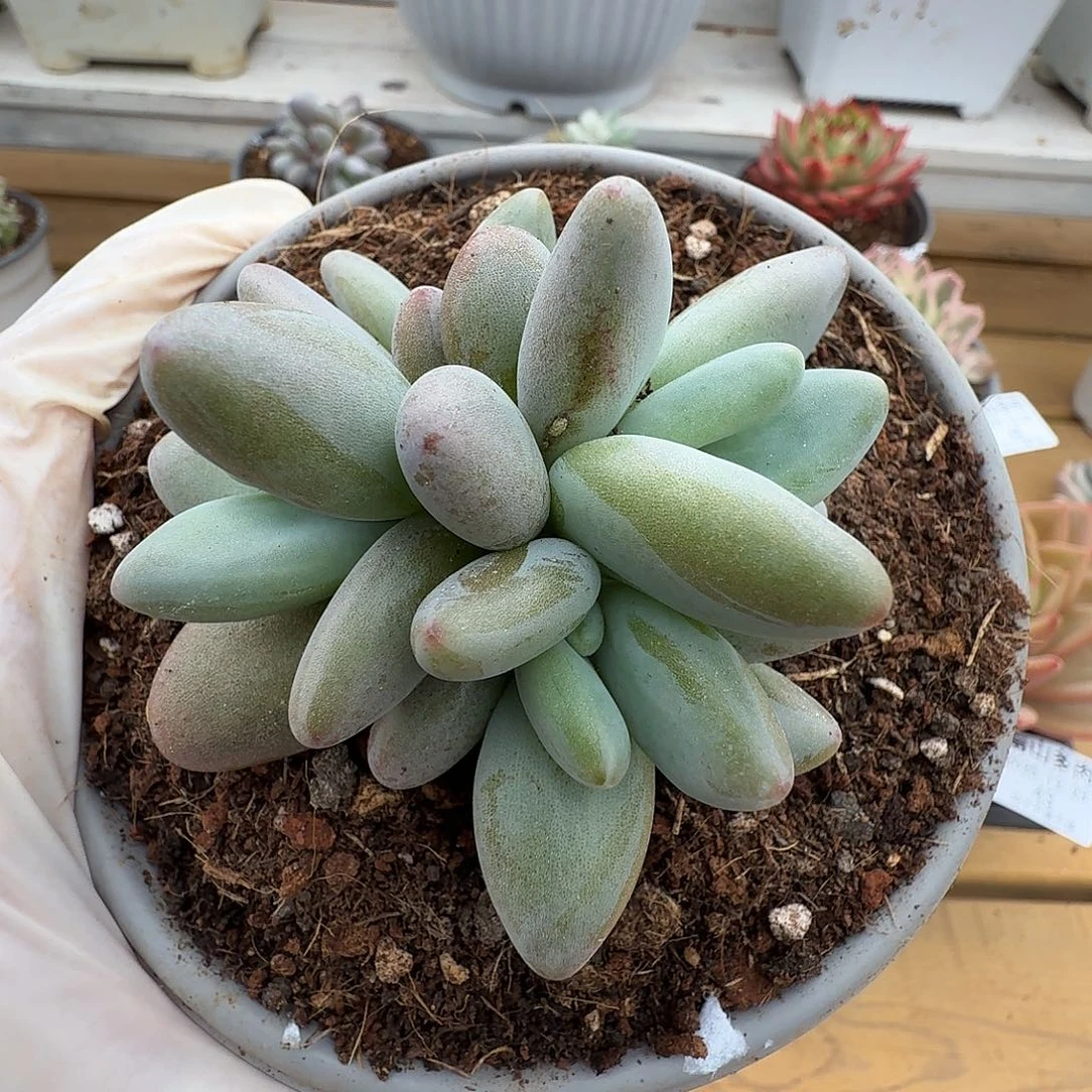 五头企鹅11112223-50