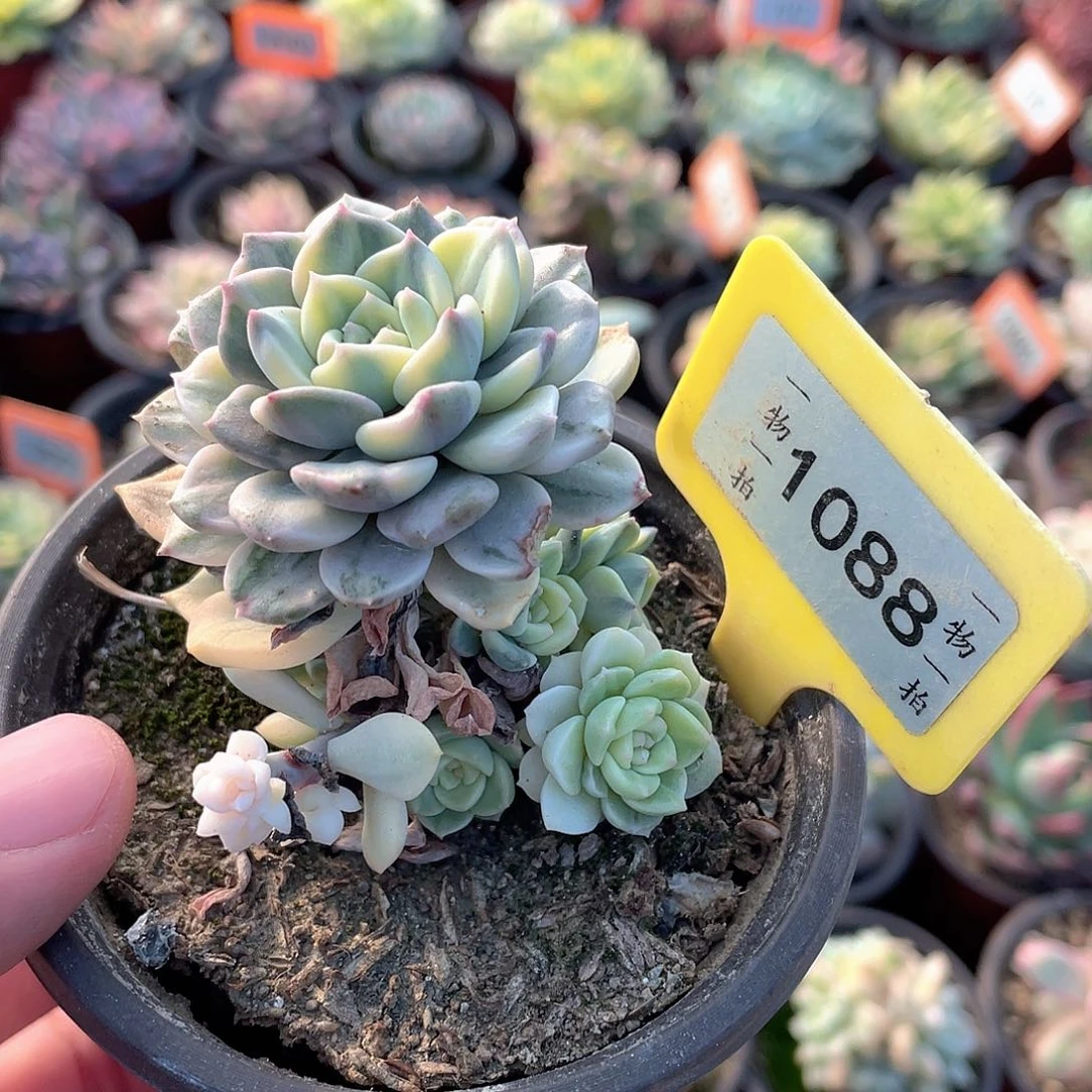 粉布偶锦1088号多肉