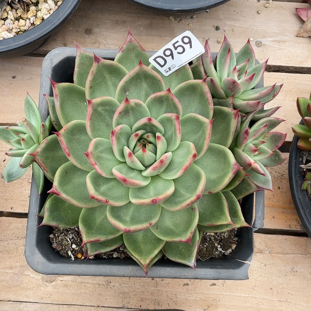 若如东云组拍D959