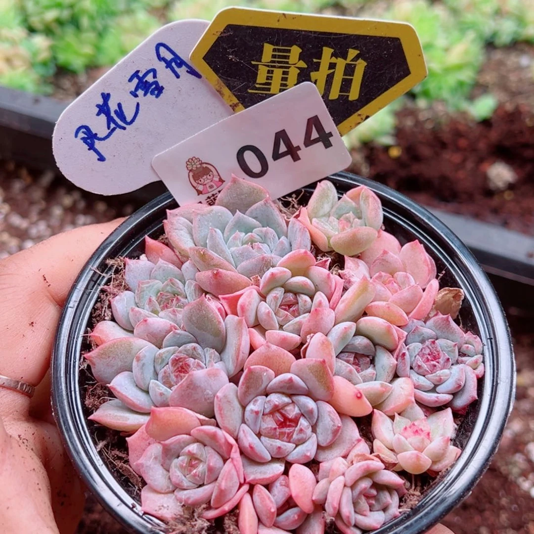 多肉植物多肉植物