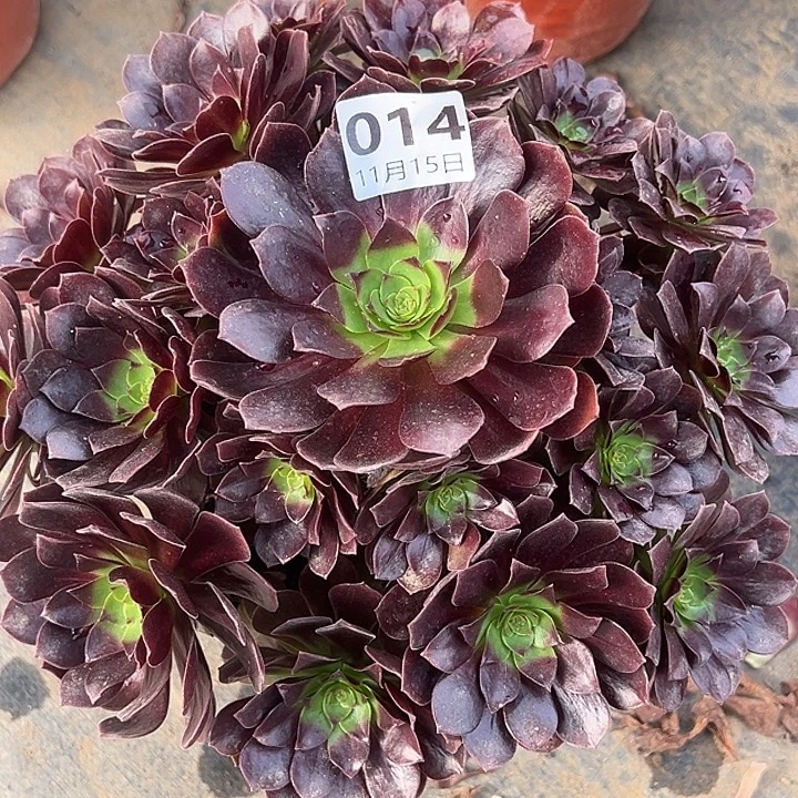 11.15.14赤炎莲多肉植物1