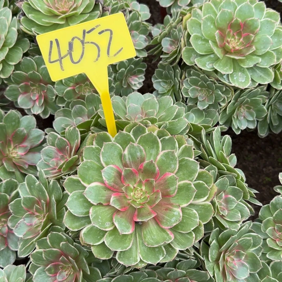 用***24052多头莲花座多头多肉