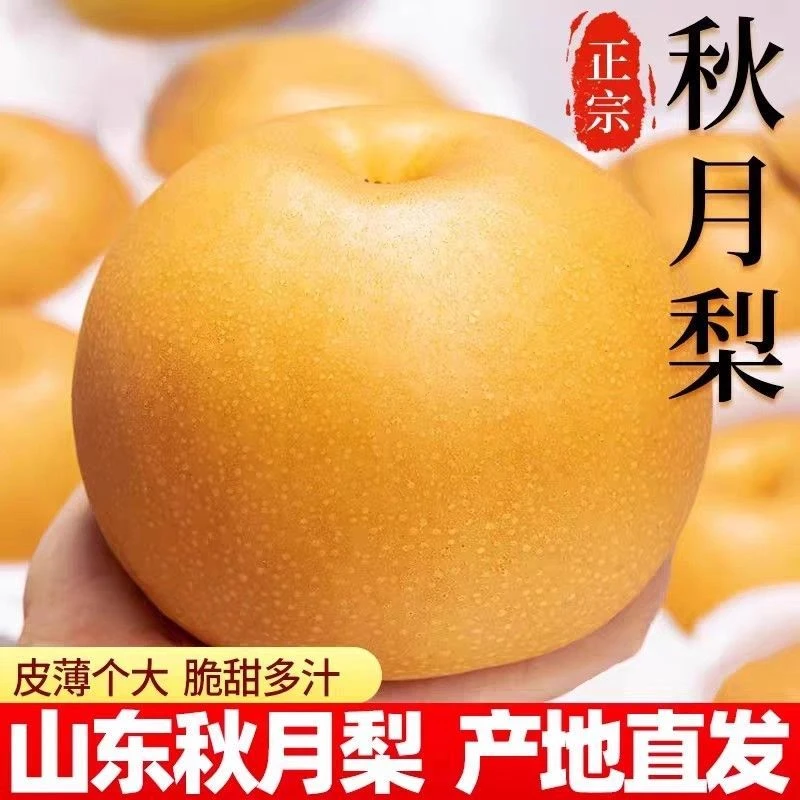 正宗秋月梨现摘冰糖山东梨子当季新鲜水果薄皮多汁净重4.5斤