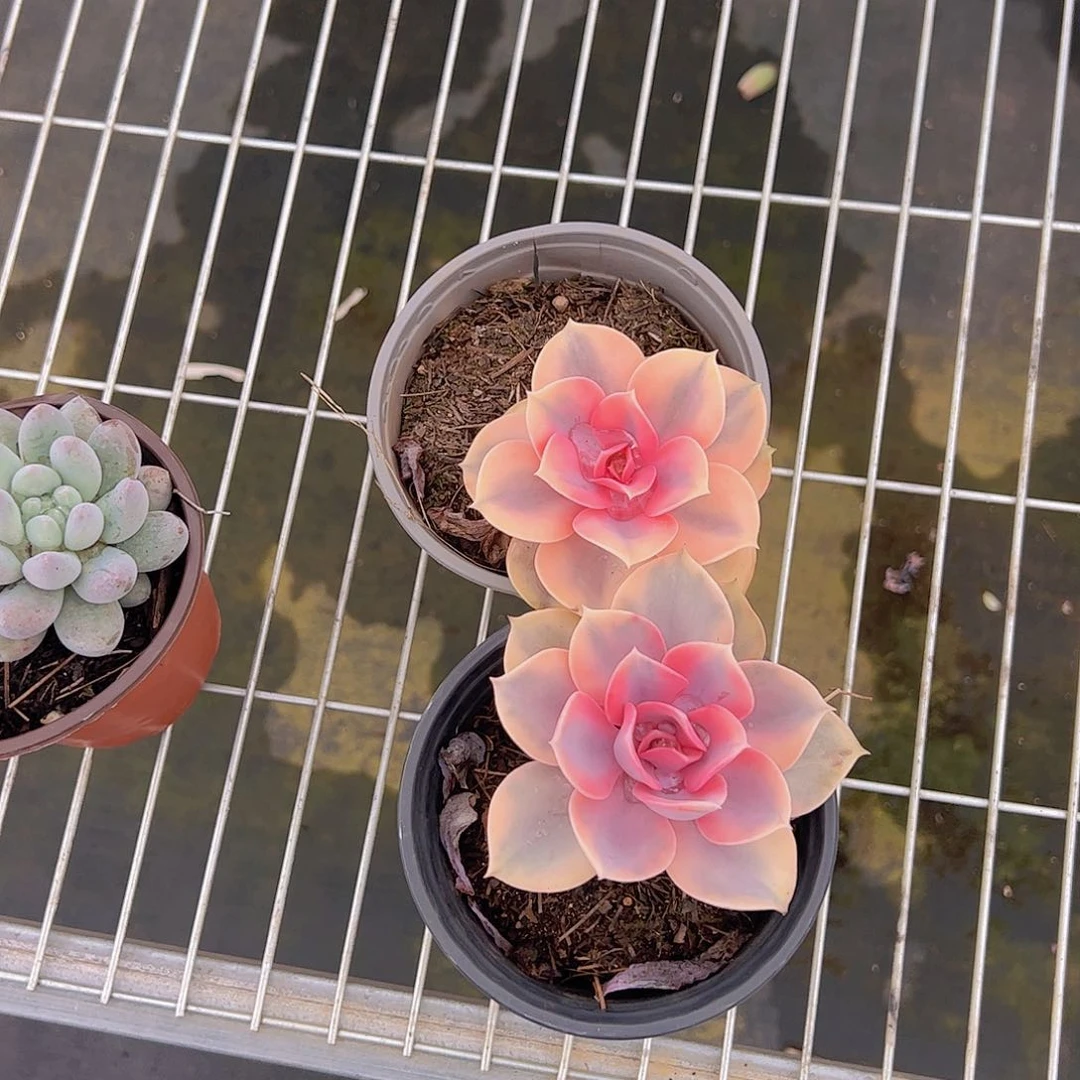 彩虹精品多肉二盆