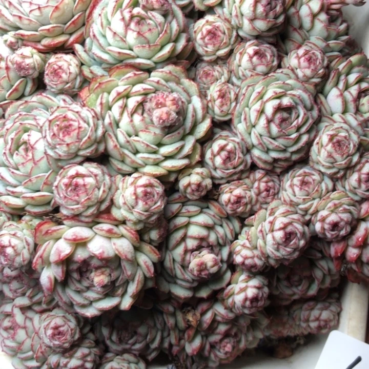 67//////////////////