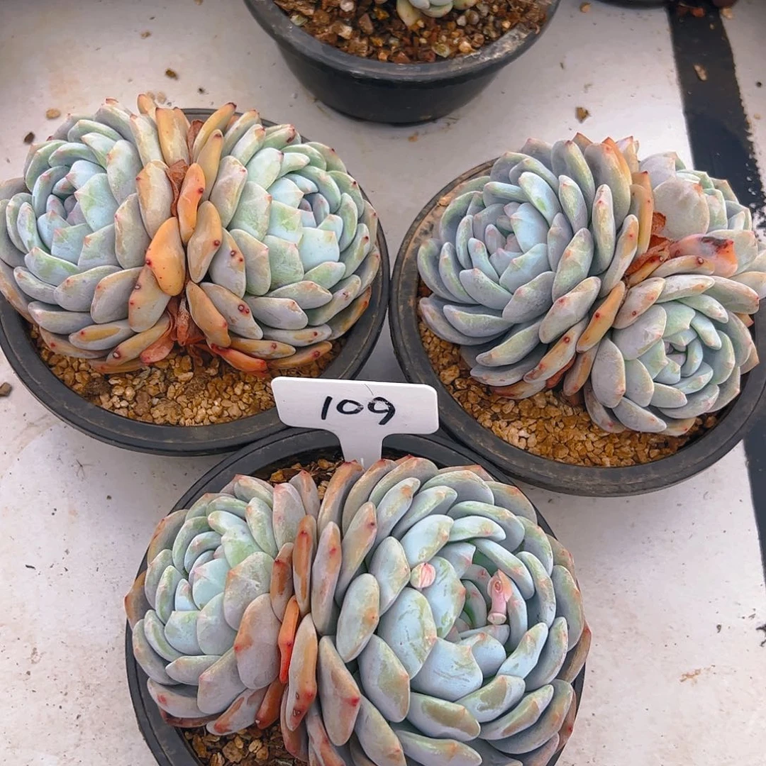 橙梦露三颗109号一物一拍