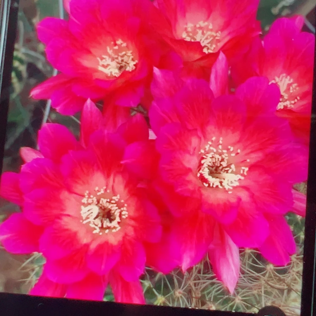 丽花 妩媚 侧芽 满20包邮
