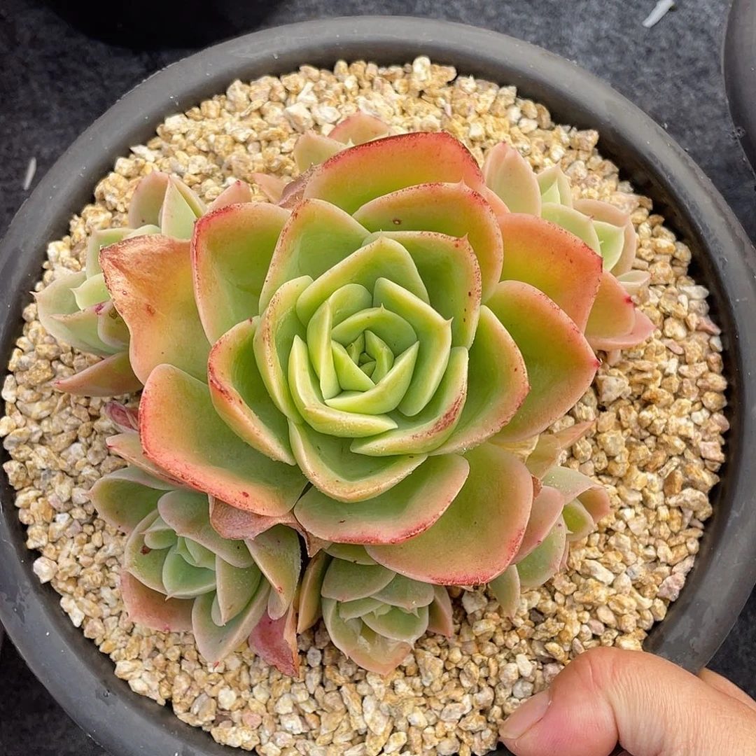 多肉植物一物一拍