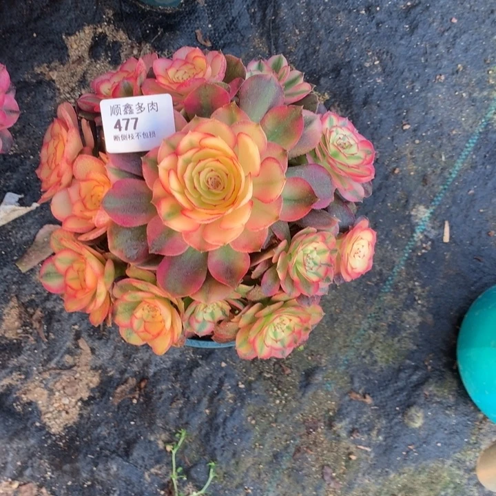 477荔枝多肉植物