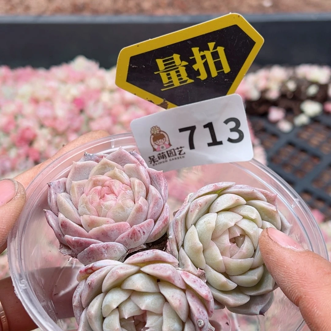 多肉植物多肉植物