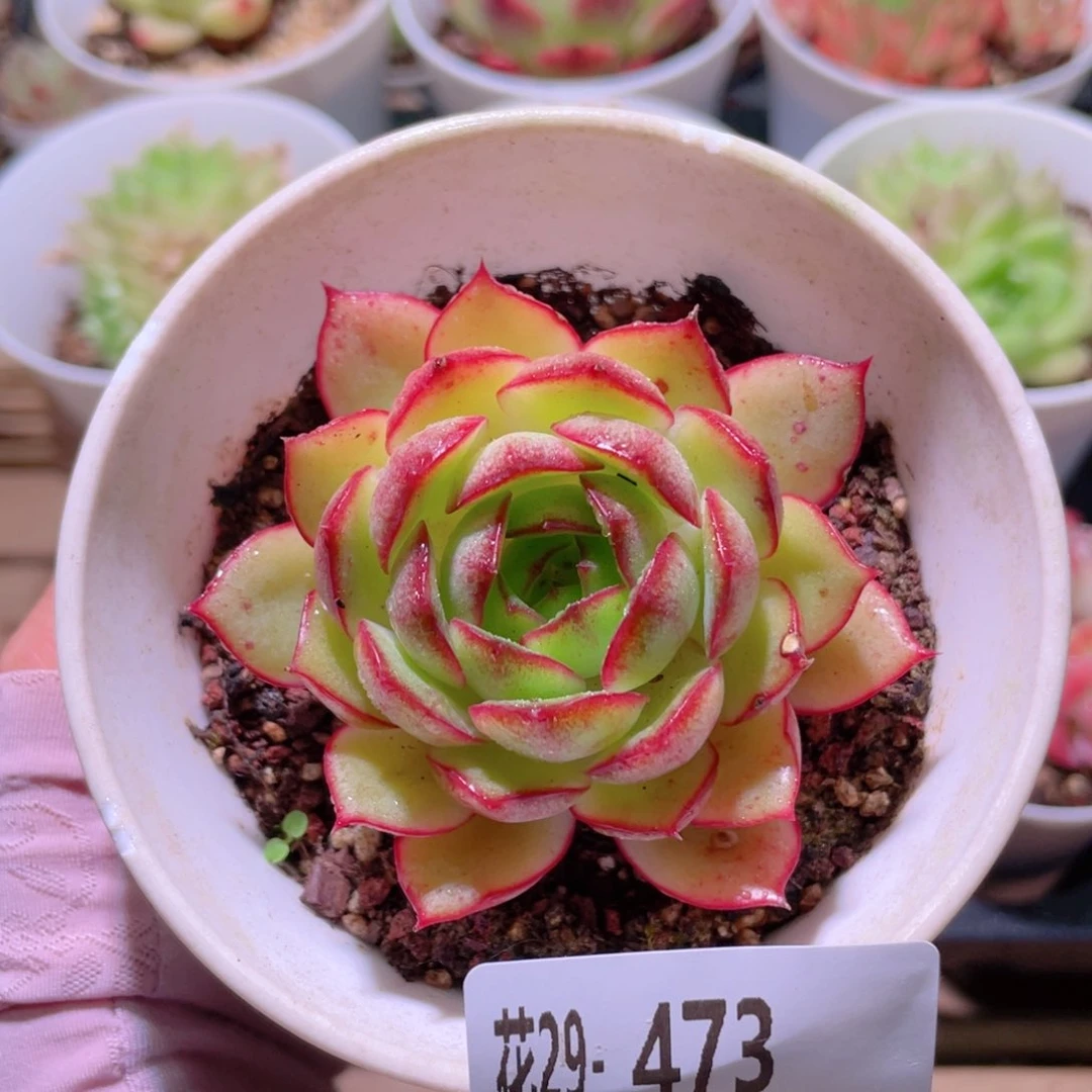 花利美29-473宝静