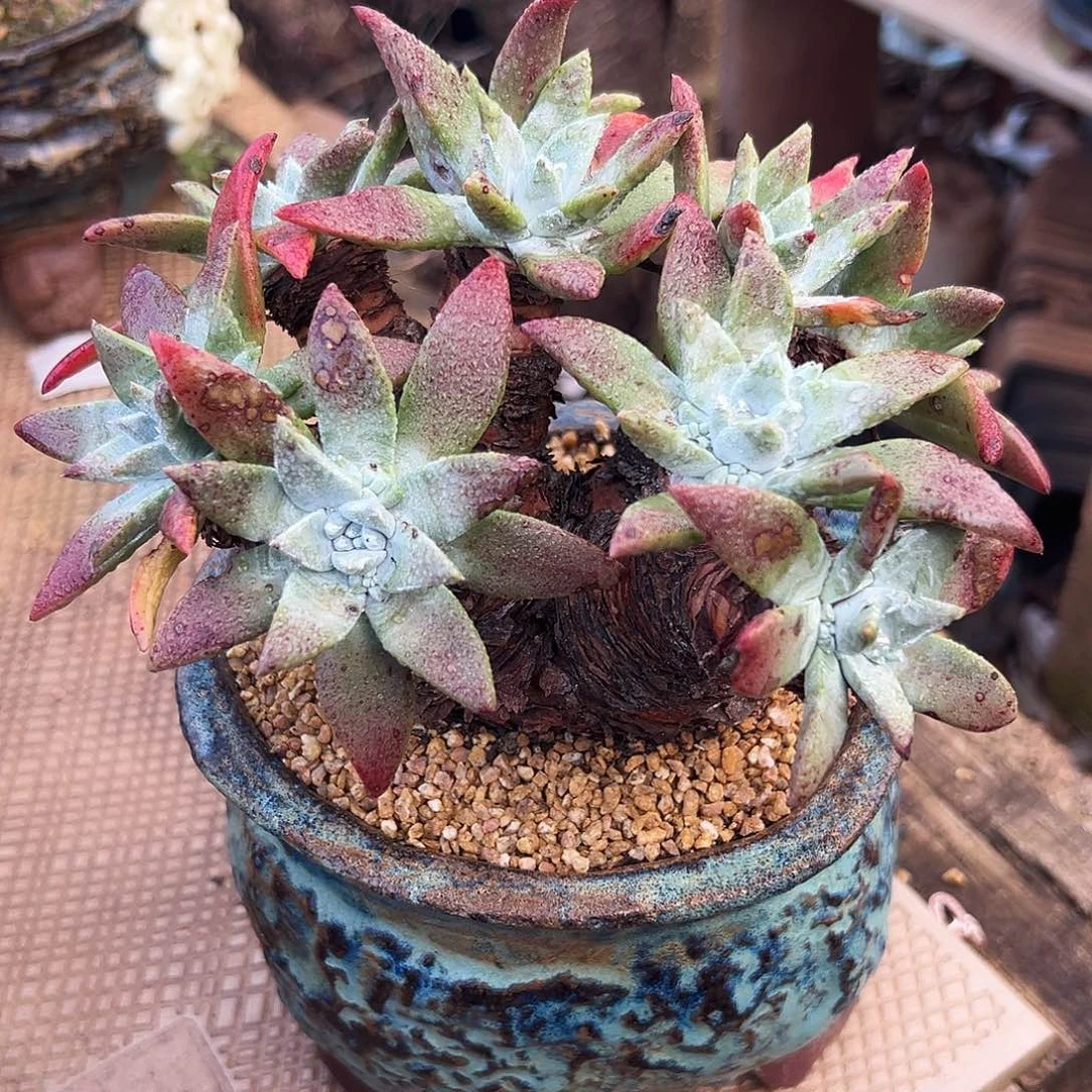 6422绿菊漠然一仙女杯