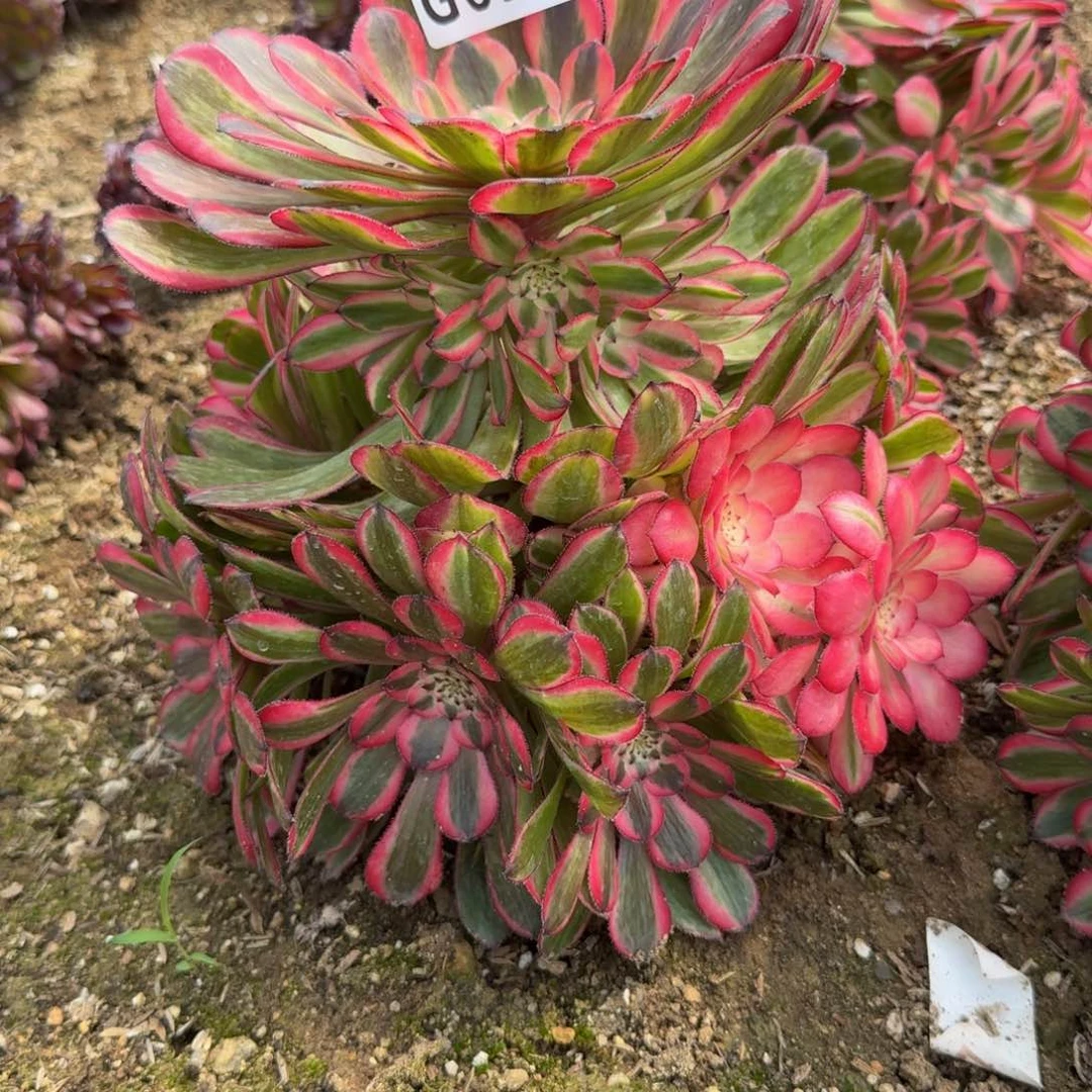 6931粉铜。多肉植物