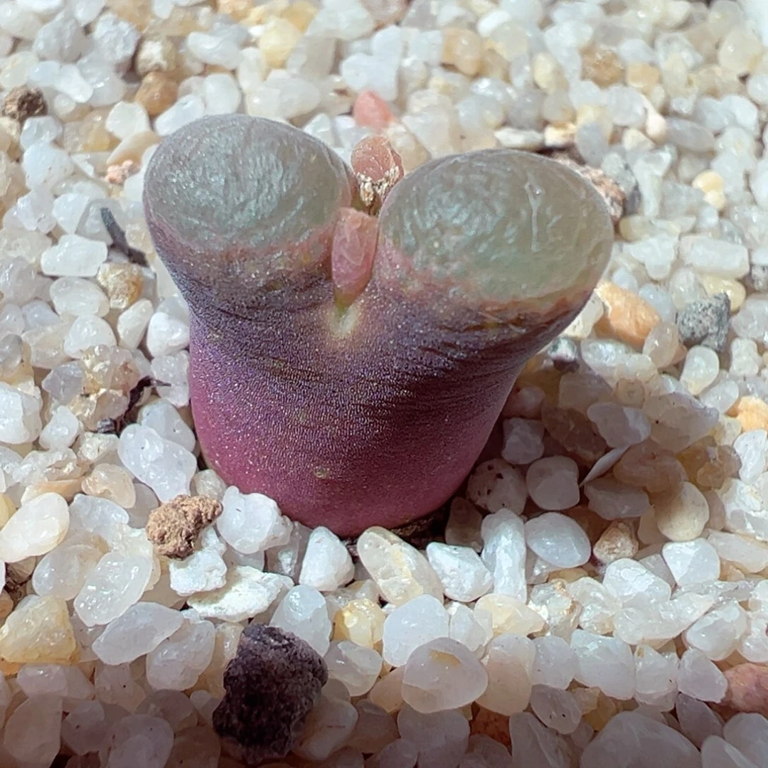 101-178多肉多日彩虹