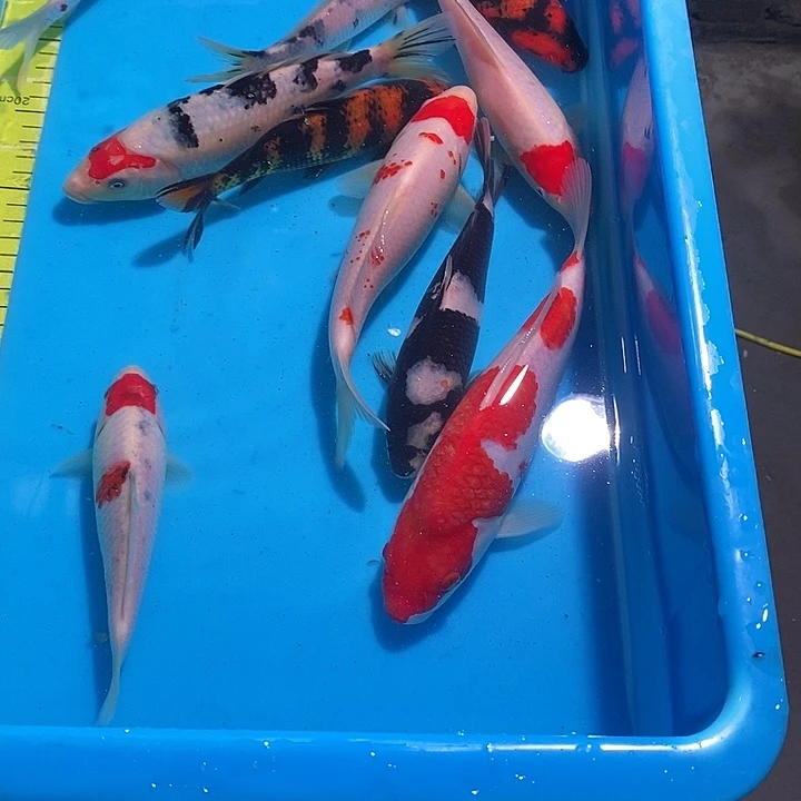 会****锦鲤纯种血统锦鲤观赏鱼