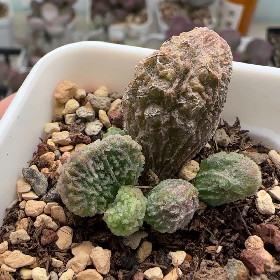 园艺水泡多肉植物