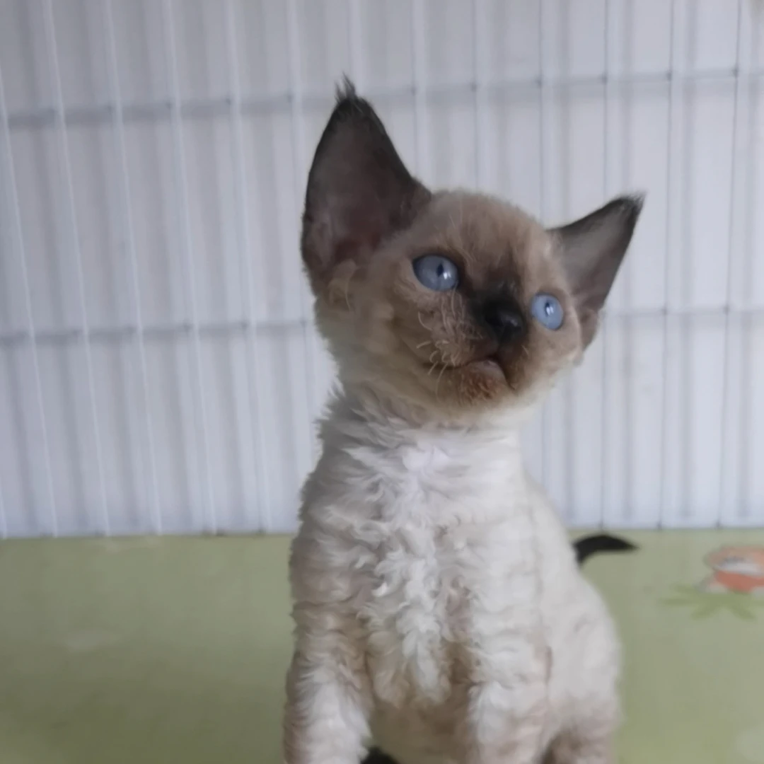 重点色德文妹妹德文卷毛猫活体猫幼崽