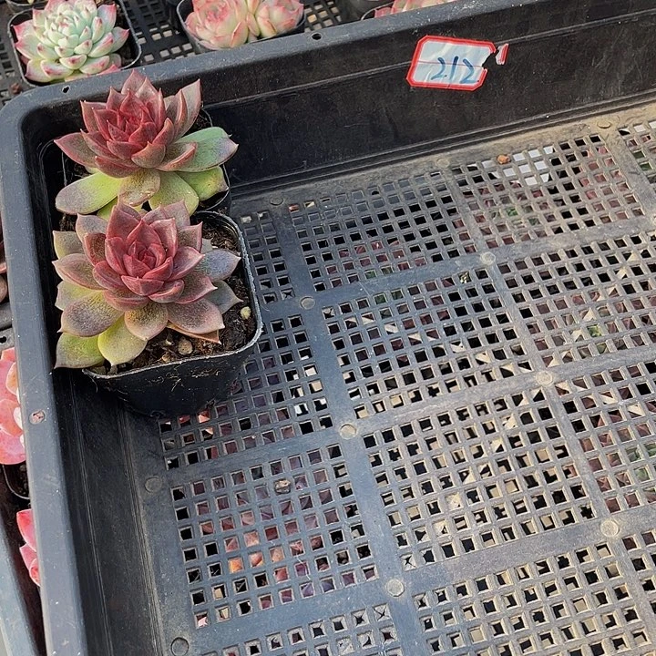 米***2212号筐带盆土发货