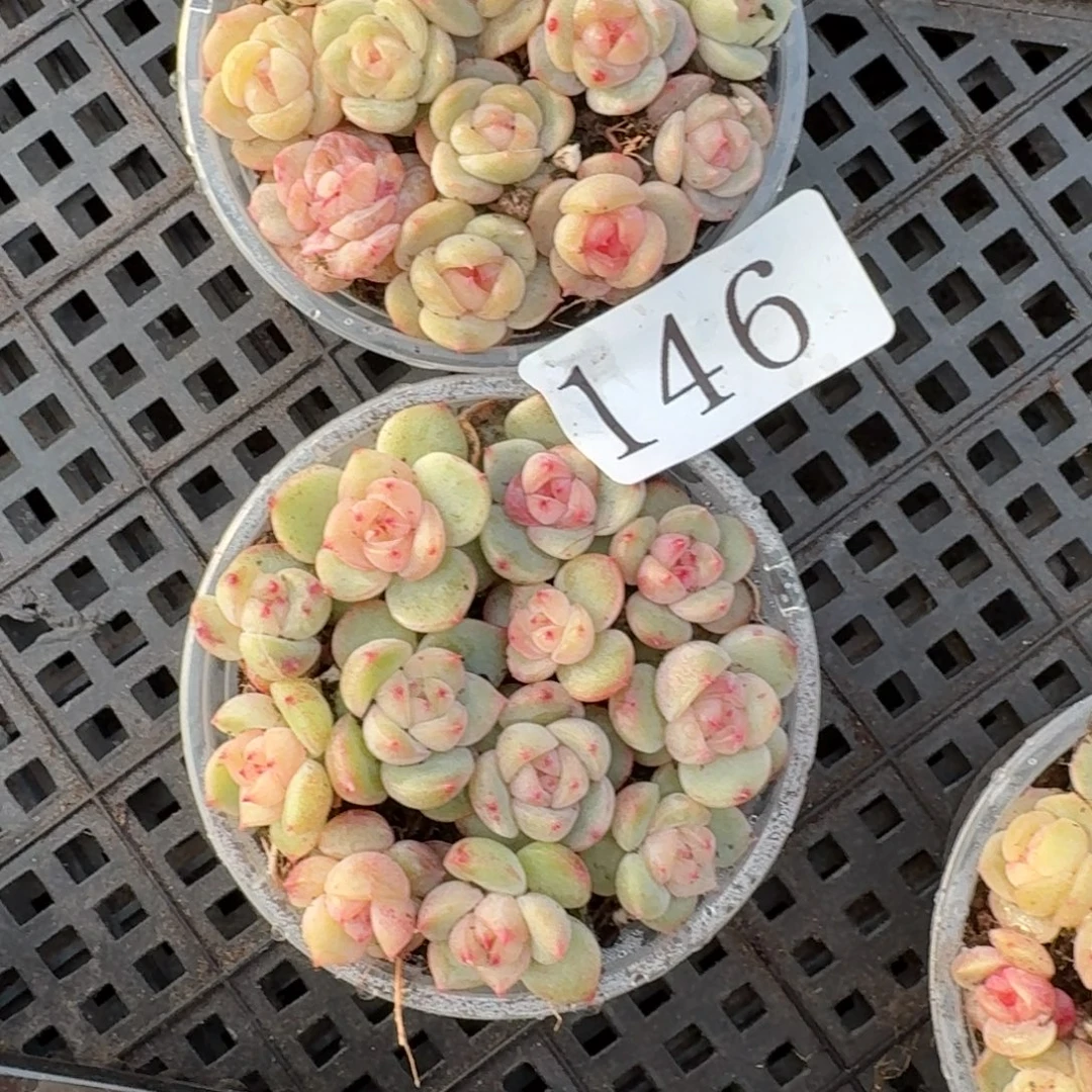 尐****多肉植物多肉植物146