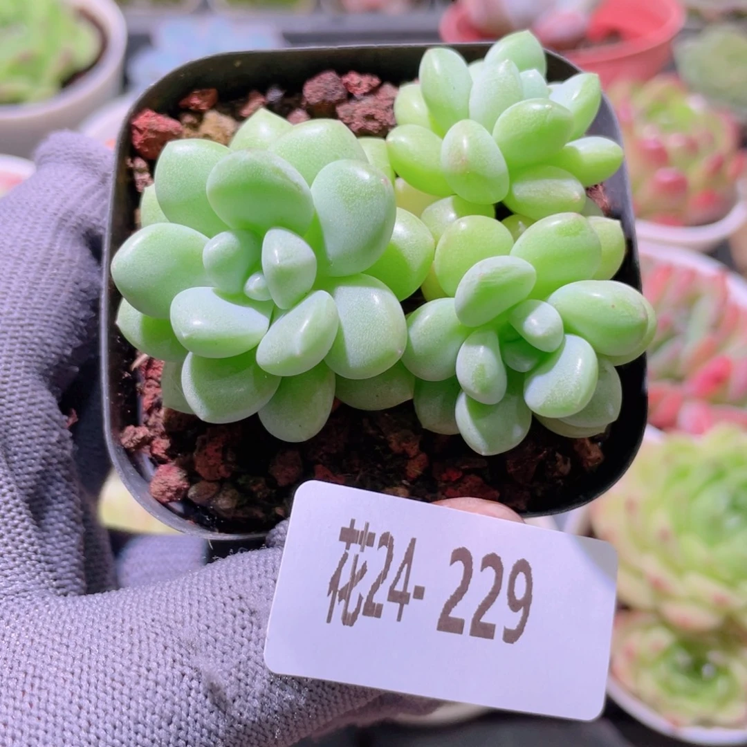 花利美24-229泡泡糖