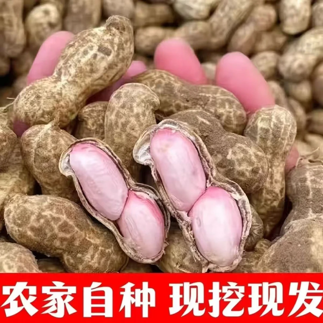 2025年农家自种新鲜现挖带壳粉皮湿花生可水煮生吃花生