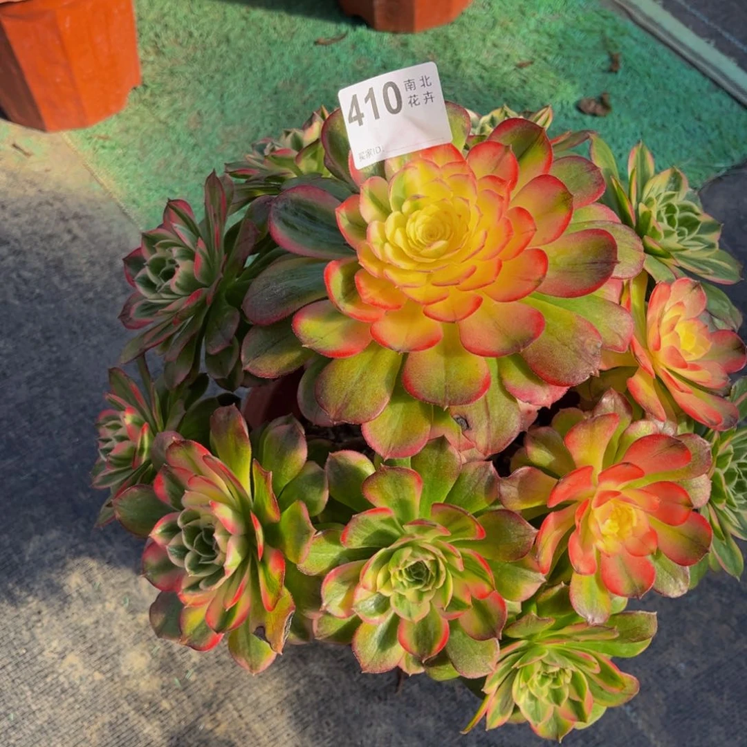 多肉海王0000000410